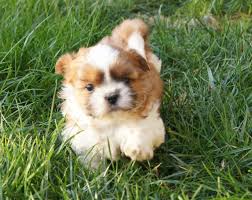 That is, if they have any havanese poodle mix puppies for sale. Shihtzus And Havanese Perkinspuppies