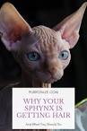 Sphynx Cat | Zula