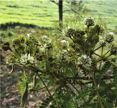 Image result for Albizia adianthifolia × gummifera