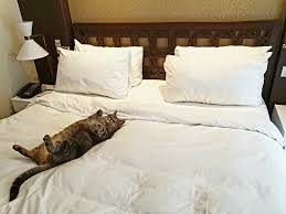 Let us take care of your pet while you are away. Brought My Senior Cat On Vacation With Me This Is How The Maids Left Her After They Finished Cleaning My Hotel Room Aww