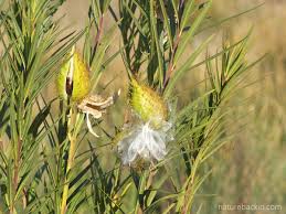 Image result for Gomphocarpus fruticosus