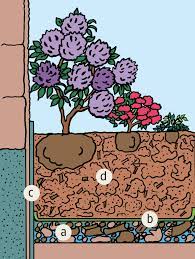 Da viele moorbeetpflanzen allerdings ein eher schattiges plätzchen bevorzugen, empfiehlt sich häufig die nordwestseite des grundstückes. Pflanzanleitung Moorbeetpflanzen Gartencenter Zulauf Pflanzen Kaufen