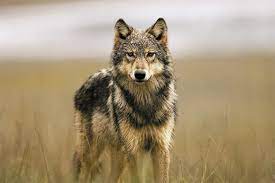 The Last Wild Wolves Majestic Animals Animals Wild Animals