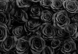 Black rose flower halfeti roses, the only natural black roses that exist although in many nurseries or florists are busy dyeing roses flowers using dyes, it really is something that should not be necessary. What Is The Meaning Of Black Roses Proflowers