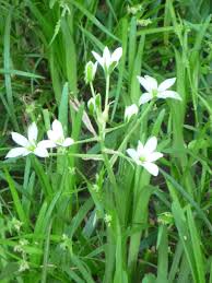 Since 1950 we have been providing a wide range of perennials, annuals, bulbs, shrubs, vines, amaryllis, gardening tools & supplies, and gifts for gardeners. Definitely Not Stars In Your Lawn The Garden Bench