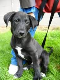 Black And White Border Collie Lab Mix Puppy Lab Border Collie Mix Puppy Pics Page 2 Share Yours With Images Collie Mix Lab Mix Puppies Puppy Pictures