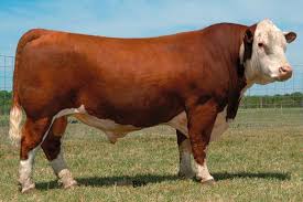 Coyote Ridge Ranch Bulls Hereford Cows Bull Show Cattle