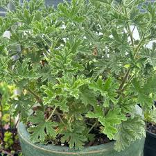 Image result for Pelargonium graveolens