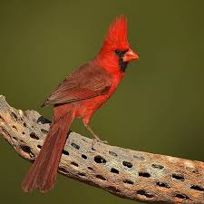 Common Birds Of Southern Arizona Instagram Photo By John Crawley Jun 14 2016 At 12 47pm Utc Northern Cardinal Beautiful Birds Bird