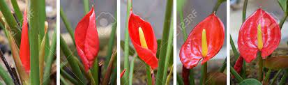 Red Anthurium Flower Stages Of Growth Stock Photo Picture And Royalty Free Image Image 47998803