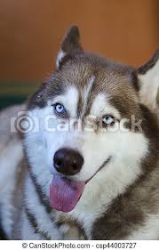 With our big network of breeders and businesses, we try to provide families with as many puppy finder choices as humanly possible. Alaskan Malamute Big Dog Canstock