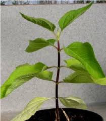 Image result for Guizotia