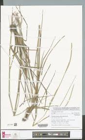 Image result for Elionurus muticus