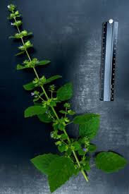 Image result for Mesosphaerum