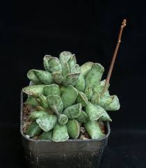 Image result for Crotalaria anthyllopsis