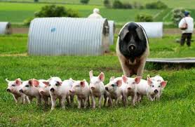 Ferma De Porci Plan De Lucru Pentru Afacere Profitabilă