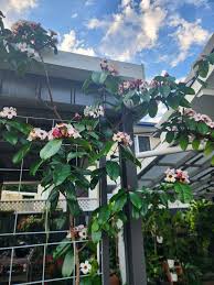 Image result for Strophanthus luteolus