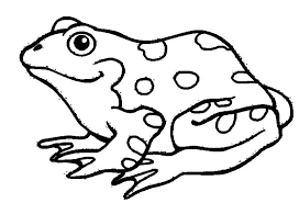 Click here for free printable amphibian and reptile coloring pages from www.easypeasyandfun.com. Amphibians Coloring Pages Printable Iconcreator Info
