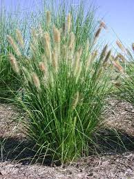 Pennisetum Alopecuroides Chinese Pennisetum Dwarf Fountain Grass Foxtail Fountain Grass Swa Short Ornamental Grasses Australian Native Garden Native Garden