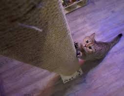 Der durchschnittswert liegt bei ca. Kratzbaum Selber Bauen Katzenblog De Blog Uber Katzen Und Katzenhaltung