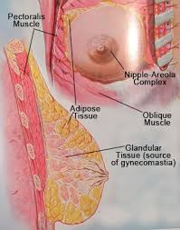 Chest Anatomy New York Enlarged Breast Anatomy White Plains