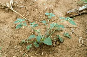 Image result for Physalis lagascae