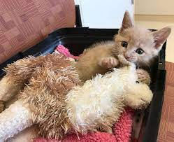 Pin By Kendell Taylor On Gatos Kitten Surprise Cat Care Kitten