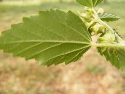 Image result for Sida javensis