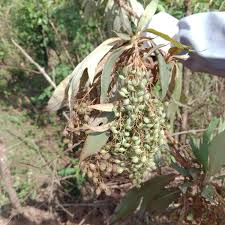 Image result for Bocconia arborea