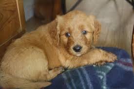 Double doodles = 1/2 labradoodle & 1/2. Daisey S Doodles Seattle F1 Medium Goldendoodles Will Be 6 Weeks Old On Sunday One Dark Apricot Female Puppy Available Cora