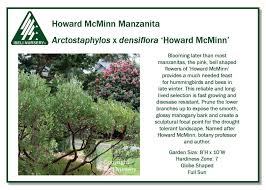 Image result for Macrotyloma densiflorum