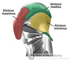 Its thick fleshy mass, in a quadrilateral shape, forms the prominence of the buttocks.the other gluteal muscles are the medius and minimus, and sometimes informally these are collectively referred. Muscles Of The Gluteal Region Superficial Deep Teachmeanatomy