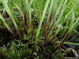 Image result for Oxyrhachis gracillima