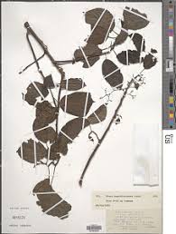 Image result for Scepocarpus hypselodendron