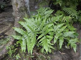 Image result for Tectariaceae