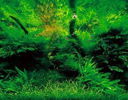 Takashi amano x oceanário de lisboa the road to the world's largest nature aquarium takashi amano, the aquascaper representing japan, challenges for truly unprecedented and unexplored front. The Power Of Ada A History Of Takashi Amano And Ada Aquascape Art The Green Machine