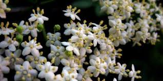Elder flowers have similar properties of elderberries and can be used in similar ways. Elderflower Benefits Information