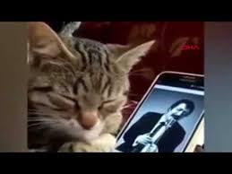 Muslum Gurses In Yesil Ordek Gibi Sarkisi Calarken Kendinden Gecen Kedi Youtube