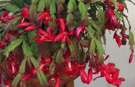 The plant grows in the tropical rainforest that receives sufficient rainfall throughout the year. Caring For Your Christmas Cactus Backbone Valley Nursery
