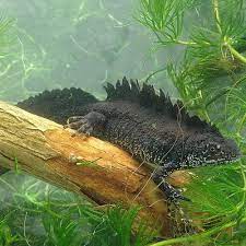 How To Help The Newts In Your Pond To Mate Lay Eggs