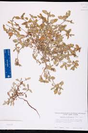 Image result for Cyphia richardsiae