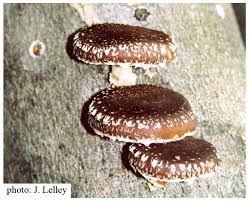 Image result for Lentinus edodes