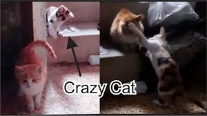 Funny Cats Fighting Home Crazy Cat Vs Homeless Cat Https Www Youtube Com Watch V 5lfq Hqc0qm In 2020 Crazy Cats Cute Baby Bunnies Funny Cat Videos