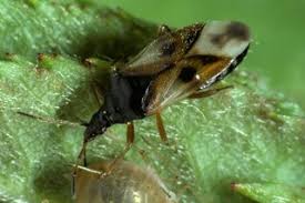 The two can easily be confused as both bed bug bites and dermatitis caused by carpet beetles often appear in a straight line or row. Insect Bites And Stings Symptoms Nhs