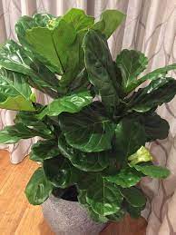 Old mother plant, i don't know what caused this defect. Help With Fiddle Leaf Fig Leaves Are Curling