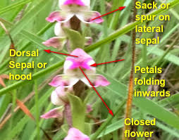 Image result for Disperis sp. nov. aff. bifida