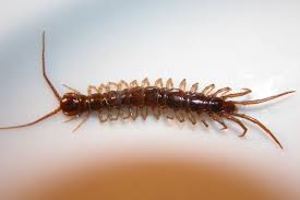 We did not find results for: Centipede Wikipedia