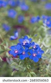 Image result for Lysimachia monelli