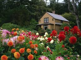 Tentu saja kumpulan tema acara yang menarik memang telah banyak dicari oleh orang di internet. Flowers For Flower Lovers Flowers Sceneries Wallpapers