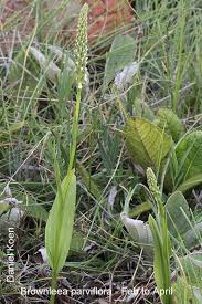 Image result for Brownleea parviflora